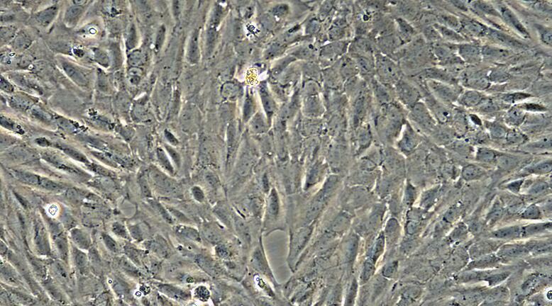 Primary Canine Renal  Tubular Epithelial Cells (RTEC)