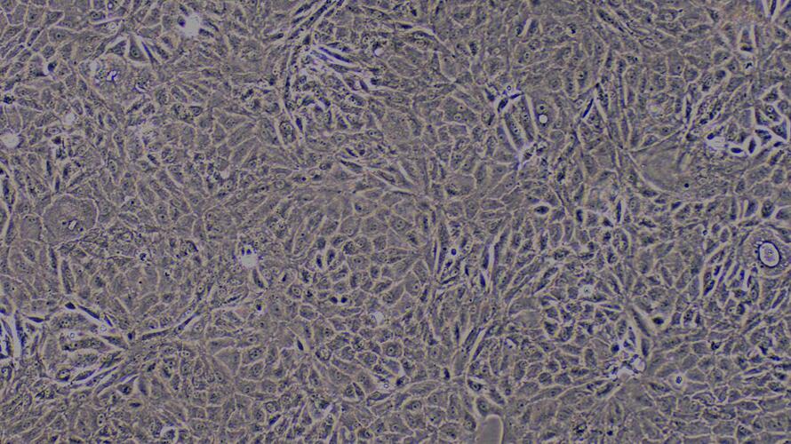 Primary Caprine Renal  Tubular Epithelial Cells (RTEC)