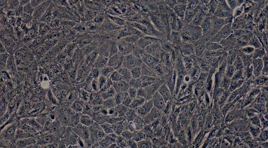 Primary Caprine Renal  Tubular Epithelial Cells (RTEC)