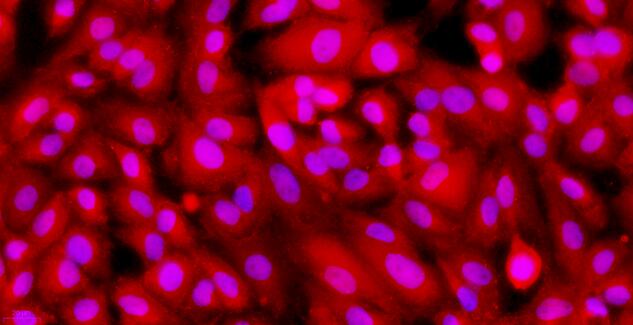 Primary Caprine Renal  Tubular Epithelial Cells (RTEC)