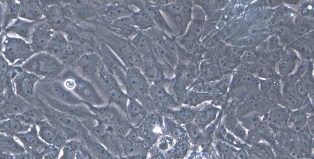 Primary Porcine Renal  Tubular Epithelial Cells (RTEC)