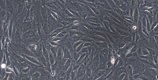 Primary Rabbit Renal  Tubular Epithelial Cells (RTEC)