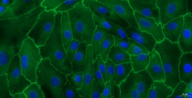 Primary Caprine Urothelial Cells (UC)