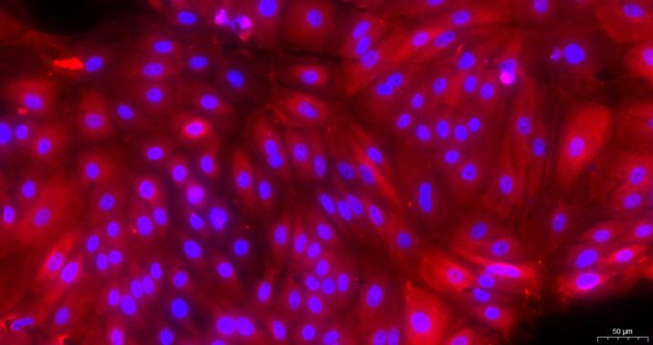 Primary Caprine Urothelial Cells (UC)