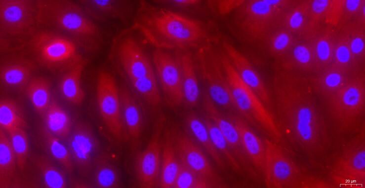 Primary Caprine Urothelial Cells (UC)