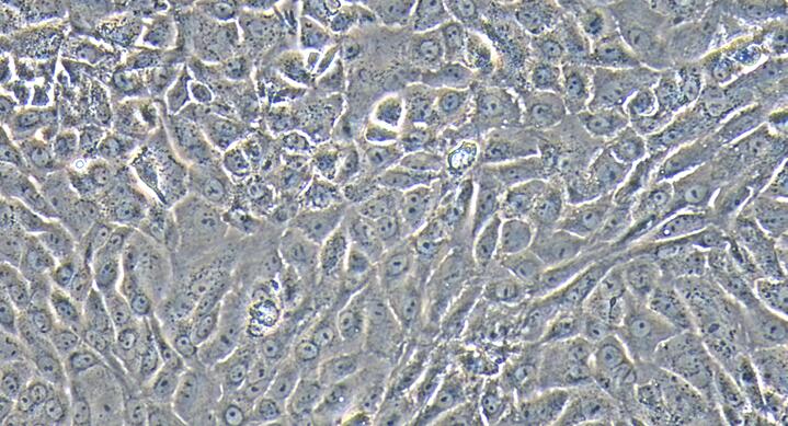 Primary Rat Urothelial Cells (UC)