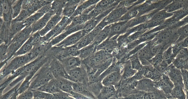 Primary Caprine Bladder Smooth Muscle Cells (BSMC)