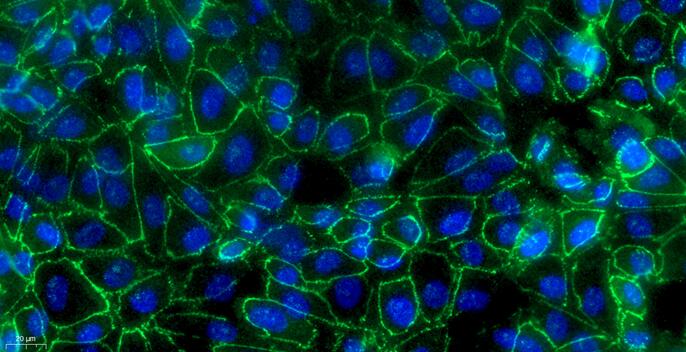 Primary Caprine Renal Cortical Epithelial Cells (RCEC)