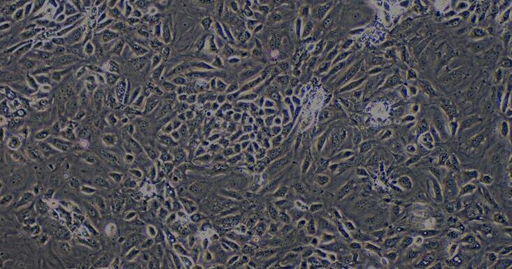 Primary Rat Renal Cortical Epithelial Cells (RCEC)