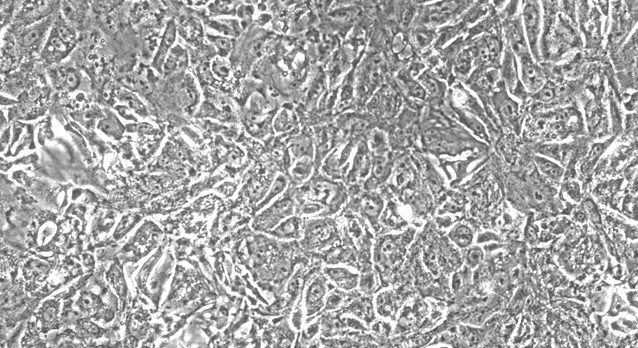 Primary Feline Tracheal Epithelial Cells (TEC)
