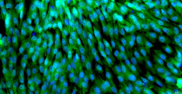 Primary Feline Tracheal Epithelial Cells (TEC)