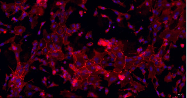 Primary Feline Adult Epidermal Keratinocytes (AEK)