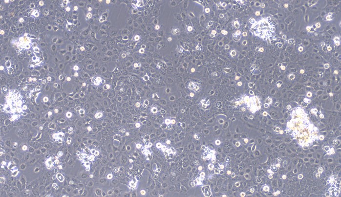 Primary Cavia Adult Epidermal Keratinocytes (AEK)