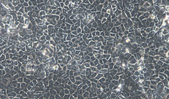 Primary Rat Adult Epidermal Keratinocytes (AEK)