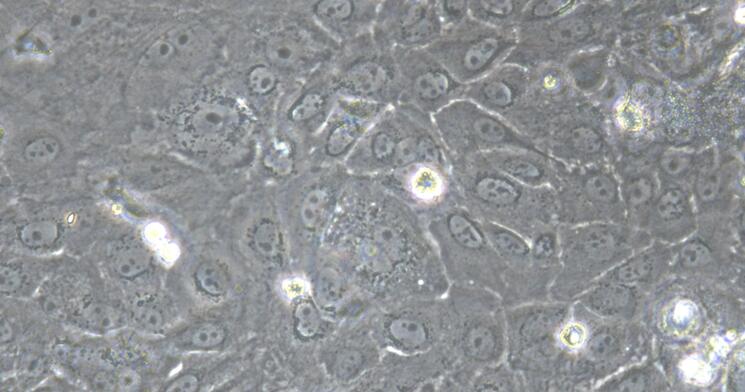 Primary Canine Neonatal Epidermal Keratinocytes (NEK)