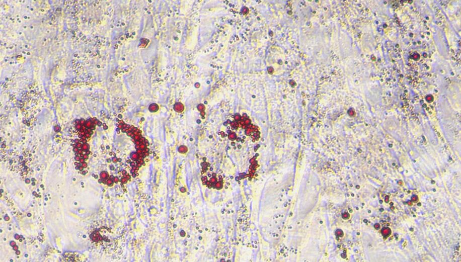 Primary Rabbit Visceral Preadipocytes (VPA)