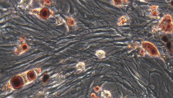 Primary Canine Bone Marrow-derived Mesenchymal Stem Cells (BMMSCs)