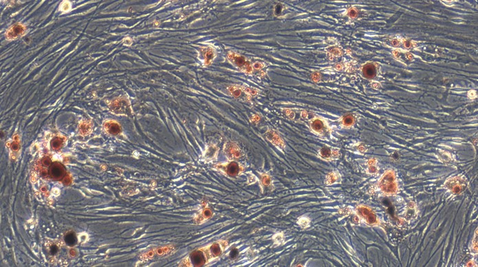 Primary Canine Bone Marrow-derived Mesenchymal Stem Cells (BMMSCs)