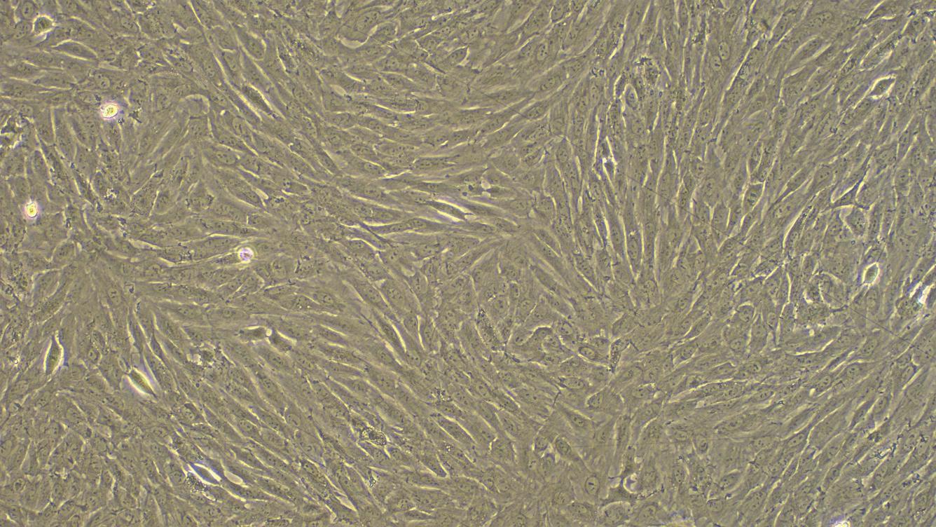 Primary Rabbit Bone Marrow-derived Mesenchymal Stem Cells (BMMSCs)