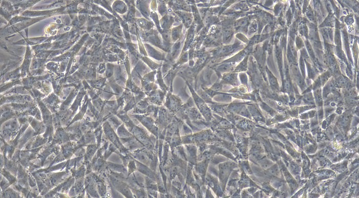 Primary Canine Fetal Dermal Fibroblasts (FDF)