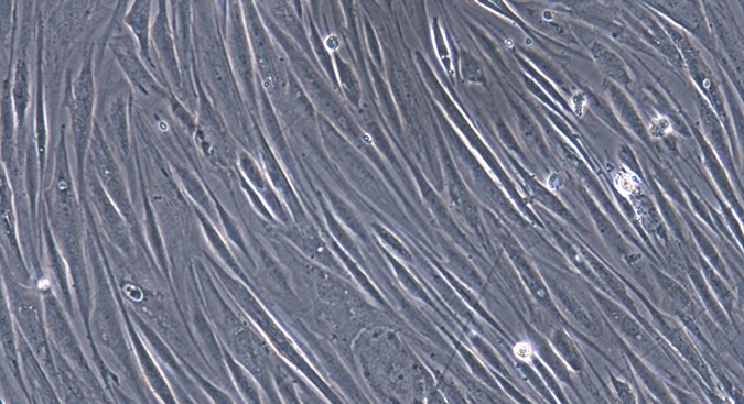 Primary Canine Adult Dermal Fibroblasts (ADF)