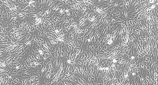 Primary Feline Adult Dermal Fibroblasts (ADF)