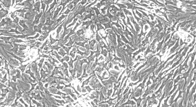 Primary Feline Adult Dermal Fibroblasts (ADF)