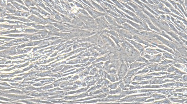 Primary Cavia Adult Dermal Fibroblasts (ADF)