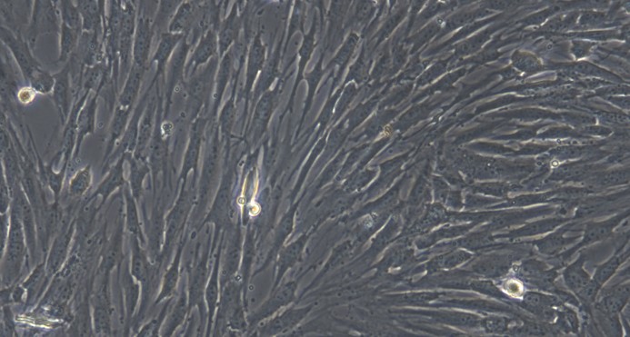 Primary Cavia Adult Dermal Fibroblasts (ADF)