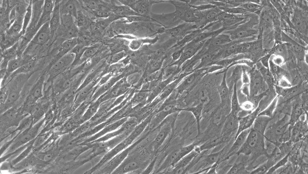 Primary Rat Splenic Fibroblasts (SF)