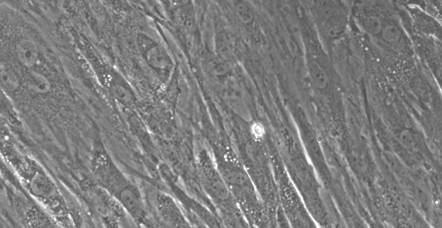 Primary Rabbit Splenic Fibroblasts (SF)