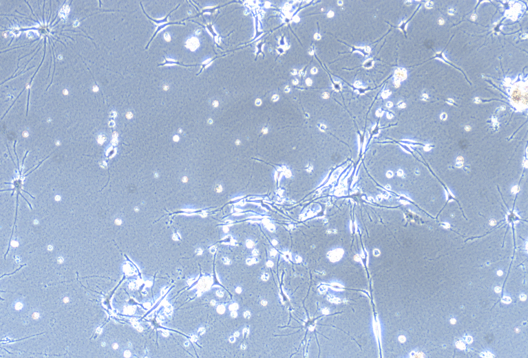 Primary Rat Hippocampal Neuron Cells  (HNC)