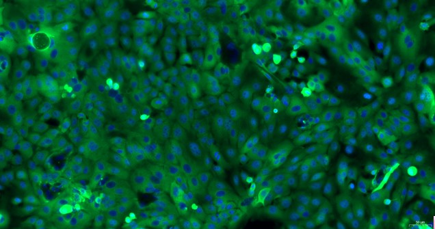 Primary Canine Esophageal Epithelial Cells (EEC)