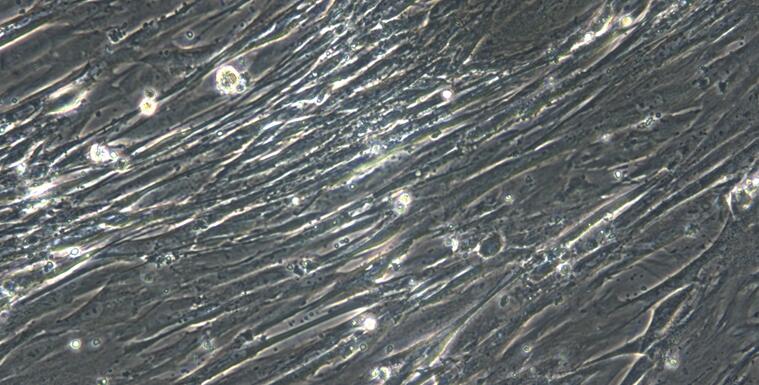Primary Rat Gastric Smooth Muscle Cells (GSMC)