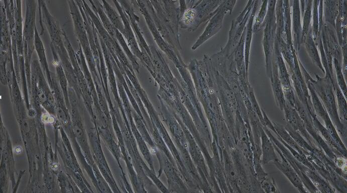 Primary Canine Sertoli Cells (SEC)