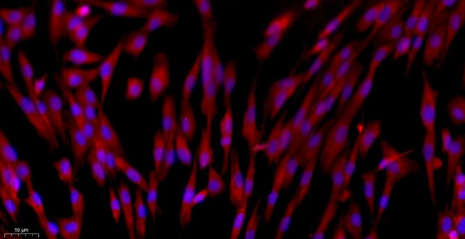 Primary Canine Sertoli Cells (SEC)