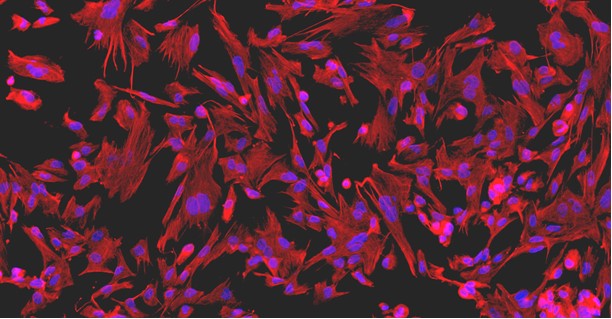 Primary Mouse Sertoli Cells (SEC)