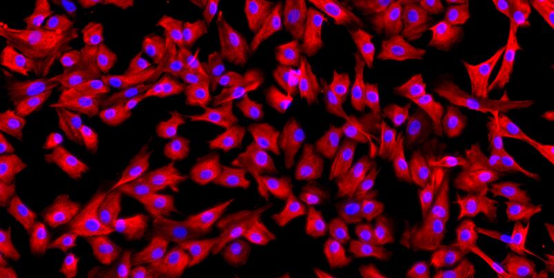 Primary Canine Nucleus Pulposus Cells (NPC)