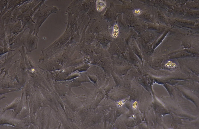 Primary Rat Synovial Cells (SYC)