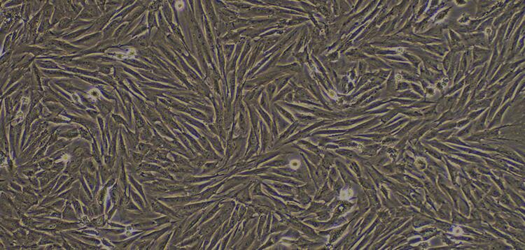 Primary Rabbit Synovial Cells (SYC)