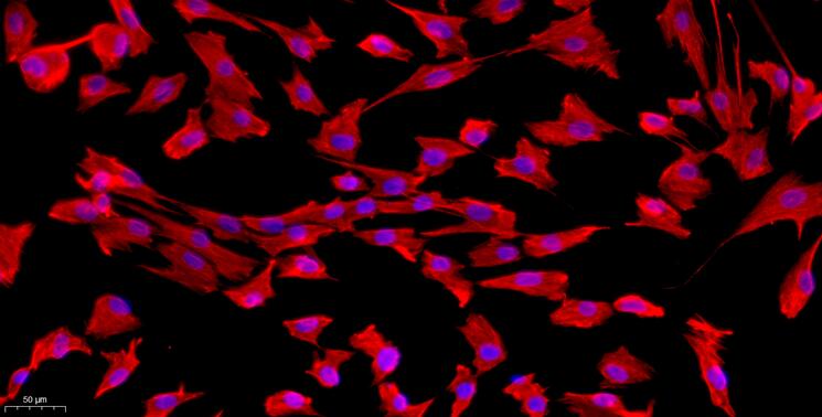 Primary Rabbit Synovial Cells (SYC)