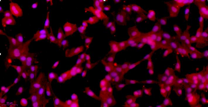 Primary Rabbit Leydig Cells (LC)