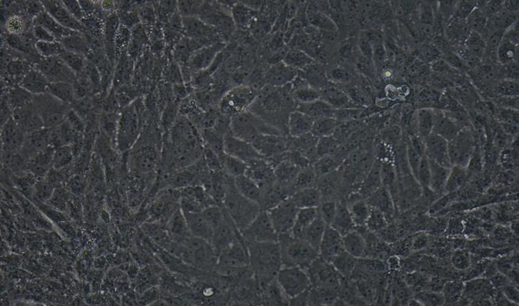 Primary Mouse Testicular Endothelial Cells (TEC)
