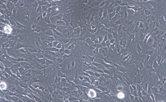 Primary Canine Adipose Microvascular Endothelial Cells (AMEC)
