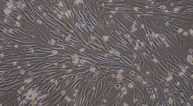 Primary Canine Ovarian Fibroblasts (OF)