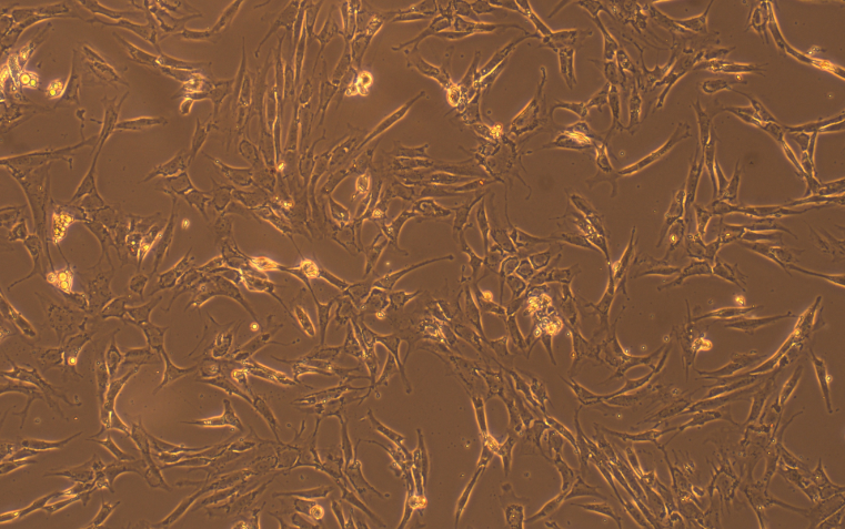 Primary Rat Gingival Fibroblasts (GF)