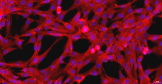 Primary Canine Pericardial Fibroblasts (PF)