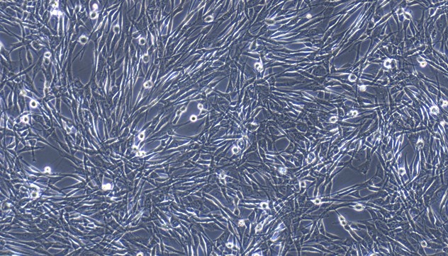 Primary Canine Pericardial Fibroblasts (PF)