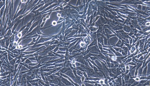 Primary Canine Pericardial Fibroblasts (PF)