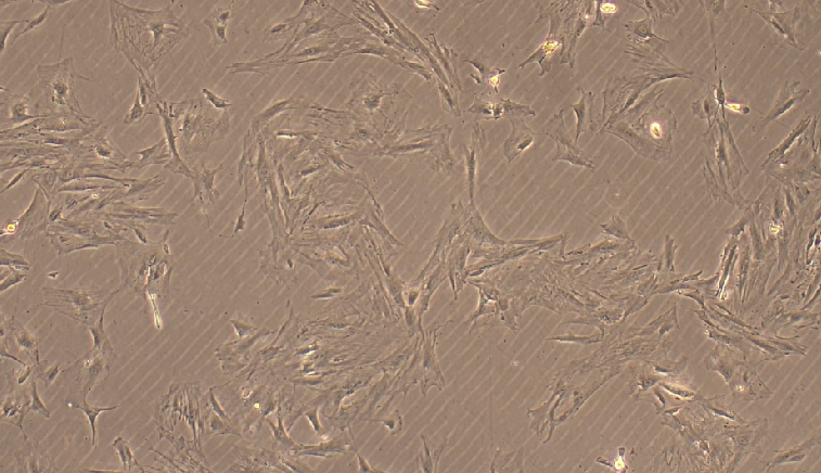 Primary Rat Seminal Vesicle Fibroblasts (SVF)